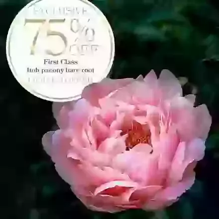 Itoh Paeony Offer